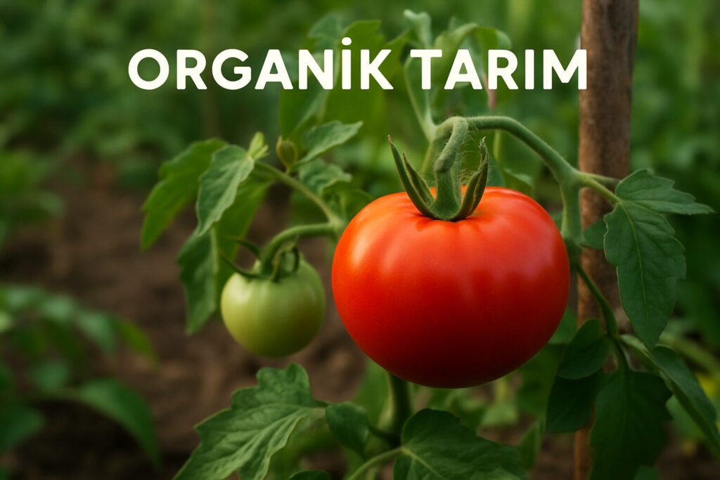 Organik Tarım Nedir? Türkiye’de Organik Tarım ve Yapımı