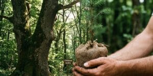 ormanı korumak için neler yapmalıyız,
ormanları nasıl koruyabiliriz